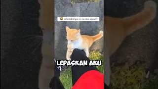 KELAKUAN KUCING OREN [upl. by Fronniah]