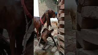 goat jaunpur totapuri bakripalanbusiness [upl. by Jessamine]