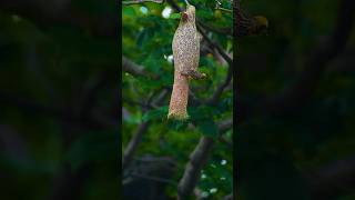 Baya weaver🤍💚📸 birds nature basketweave weavers bayaweaver wildlife wildlifephotography [upl. by Ateekahs]