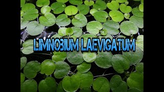 Limnobium Laevigatum Ł [upl. by Adnuhsor751]