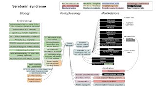 Serotonin syndrome mechanism of disease [upl. by Nednerb]