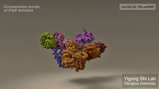 Mechanistic Understanding of PremRNA Splicing by the Spliceosome [upl. by Holleran743]