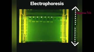 Poly Acrylamide Gel Electrophoresis PAGE [upl. by Furr312]