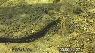 2272007 Brown water snake swimming underwater at Manatee Springs FL [upl. by Suzan790]