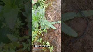 🌿🌱☘️ pteris vittata plants gardening nature [upl. by Raynah]