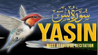 Most beautiful recitation surah yaseen Yasin سورۃ یٰسین [upl. by Damaris]