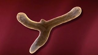 Planarian Regeneration and Stem Cells  HHMI BioInteractive Video [upl. by Cadell]