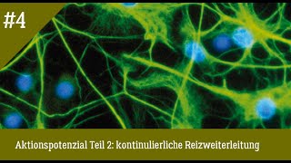 Neurologie Aktionspotenzial Teil 2 einfach und richtig erklärt kontinuierliche Reizweiterleitung [upl. by Kerat234]