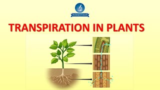 Transpiration in plants  Science Excel [upl. by Narih]