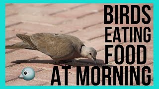 Birds Eating Food at Morning [upl. by Fritts]