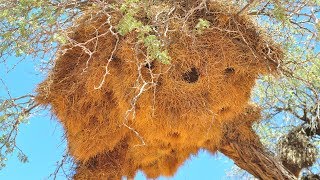 The sociable weaver “Philetairus socius” Namibia [upl. by Azirb]