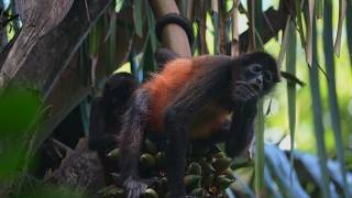 Discover Costa Ricas Amazing Monkey Species in Stunning 4K [upl. by Edmea]