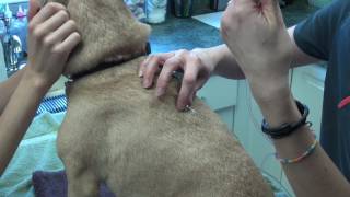 How to administer subcutaneous fluids SQ fluids to a dogcatsmall mammal [upl. by Okoyk]