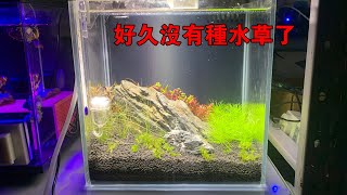 好久沒有種水草了，簡簡單單開個水草缸【水世界水族馆】25cm waterscape production [upl. by Adnoloy529]