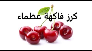 كرز cerasus طرق تكاثر وتسميد ورى حلقة 238 [upl. by Senaj]