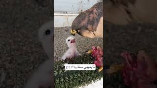 مقناص صقور لاتنسواالاشتراكفيالقناةوتفعيلالجرس ضيفوني سناب لمتابعه المزيدpdrh [upl. by Brandenburg]