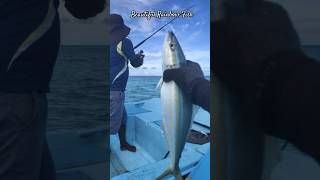 Catching a rainbow fish fishing rainbowfish maldives shorts sea fishingvideo fishinglife [upl. by Marillin882]