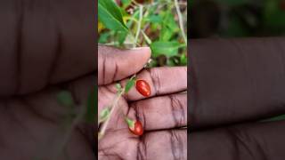 Goji Berries Fall Garden Tour gardening garden berry [upl. by Lonier659]