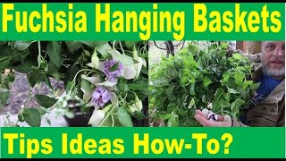 4 Keys to Fuchsia Hanging Baskets  Tips amp examples for extended colorful vibrant fuchsia flowers [upl. by Agustin]