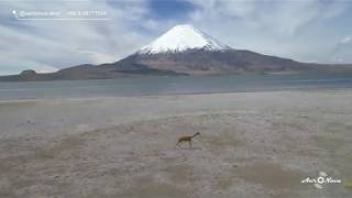 EL IMPRESIONANTE Lago Chungara Arica Parinacota Dron 4K [upl. by Vona925]