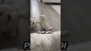 How Maltese Puppies Play With Each Other xxmikixx91 shorts maltese dog pets animals [upl. by Leeth]