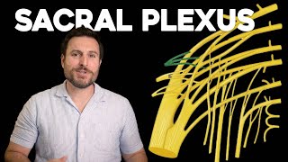 The Sacral Plexus Explained  Corporis [upl. by Christa568]