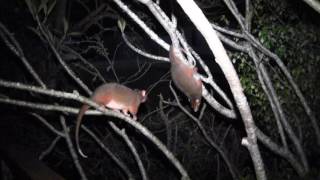 Ringtail Possum Fight Keeta v Koji [upl. by Toms205]