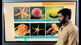 Phylum Echinodermata for class 11 or neet [upl. by Jaime]