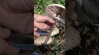 Mazza di Tamburo quotattenti ai sosia velenosi quotMushroomsnatureshorts [upl. by Rizika]