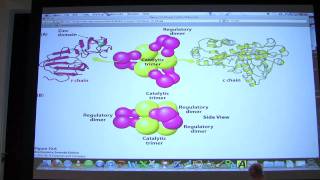 14 Biochemistry Enzyme Regulation I Lecture for Kevin Aherns BB 450550 [upl. by Najram]