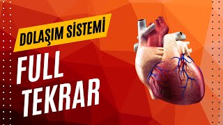 DOLAŞIM SİSTEMİ FULL TEKRAR AYT 2025 [upl. by Sicnarf]