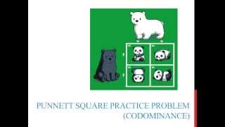 Punnett square practice problems codominance [upl. by Wilde]