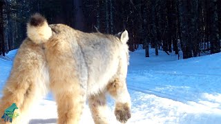 Lynx hunting a grouse in Minnesota [upl. by Sahc435]