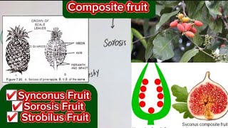 Composite fruitSynconus FruitSorosis FruitStrobilus Fruit mscbotany [upl. by Poucher]