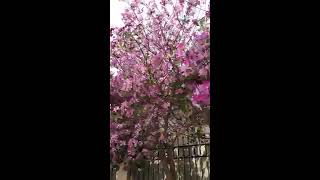 اشجار البوهينيا bauhinia variegata [upl. by Farmer]