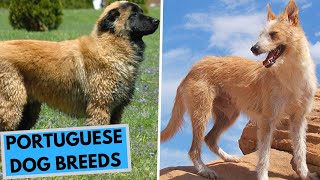 TOP 10 Portuguese Dog Breeds List [upl. by Riggall755]