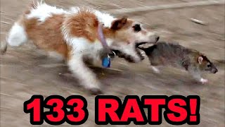 100 NATURAL Rat Control [upl. by Ahcmis]