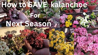 How to Grow and Care Kalanchoe For Next Season  Kalanchoe Plant Care In Nepali [upl. by Kynthia]