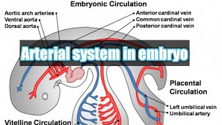 Arterial system of embryo  embryology of CVS  intersegmental arteries  vitelline coronary artery [upl. by Mikiso655]