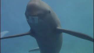 Finless Porpoises Underwater Viewing at Toba Aquarium 鳥羽水族館 スナメリ [upl. by Weinstock]