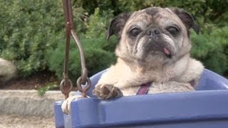 Cutest Pug Plays at the Park [upl. by Herring]