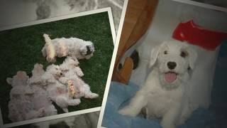 Sealyham Terrier Puppies [upl. by Ellenaej]