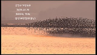 가창오리군무금강BAIKAL TEAL [upl. by Ralaigh153]