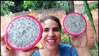 NÃO COMA PITAYA SEM CONFERIR O VÍDEO  COMO COMER PITAYA [upl. by Enitsrik]