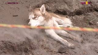 TIERTV Reportage mit Lars Walden quotDie Hundequäler vom HuskyHofquot [upl. by Anoblav163]