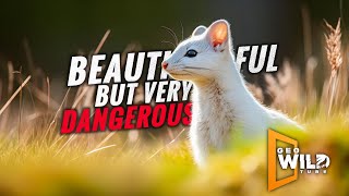 Ermine Beautiful and Cute But a Very Deadly Predator [upl. by Pantin55]