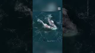 Pods of Orcas Attack 2 Gray Whales Off the Coast of Monterey Bay CA [upl. by Ised]