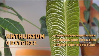 Anthurium Veitchii Wide vs Narrow General Care Tips [upl. by Stovall620]