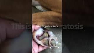 Dog’s Paw Hyperkeratosis [upl. by Upali683]