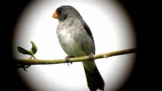 Gray Seedeater  Sporophila intermedia  Buena Vista Peak E Andes [upl. by Jacobina997]